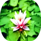 Blue Lotus tea